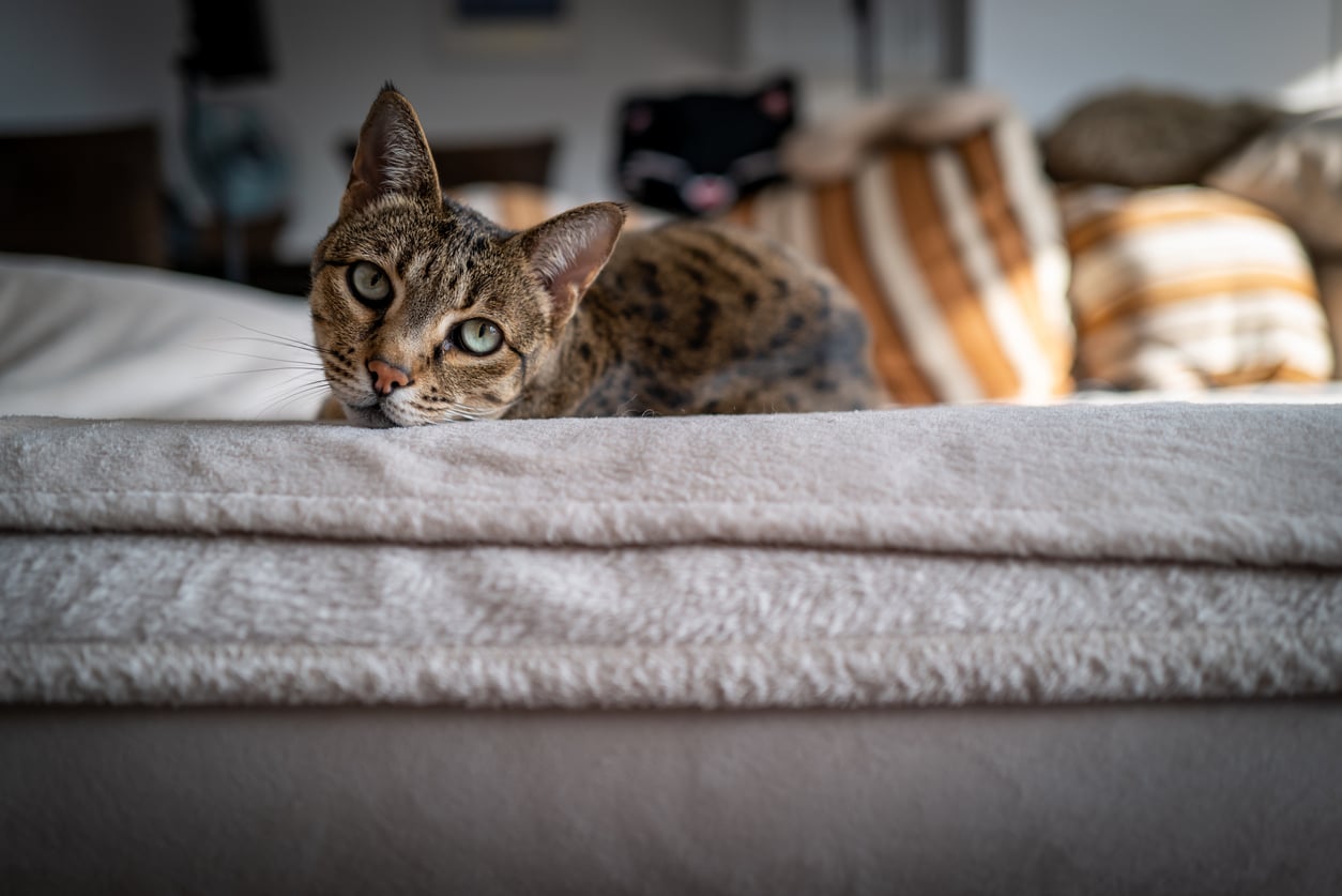 A Savannah cat