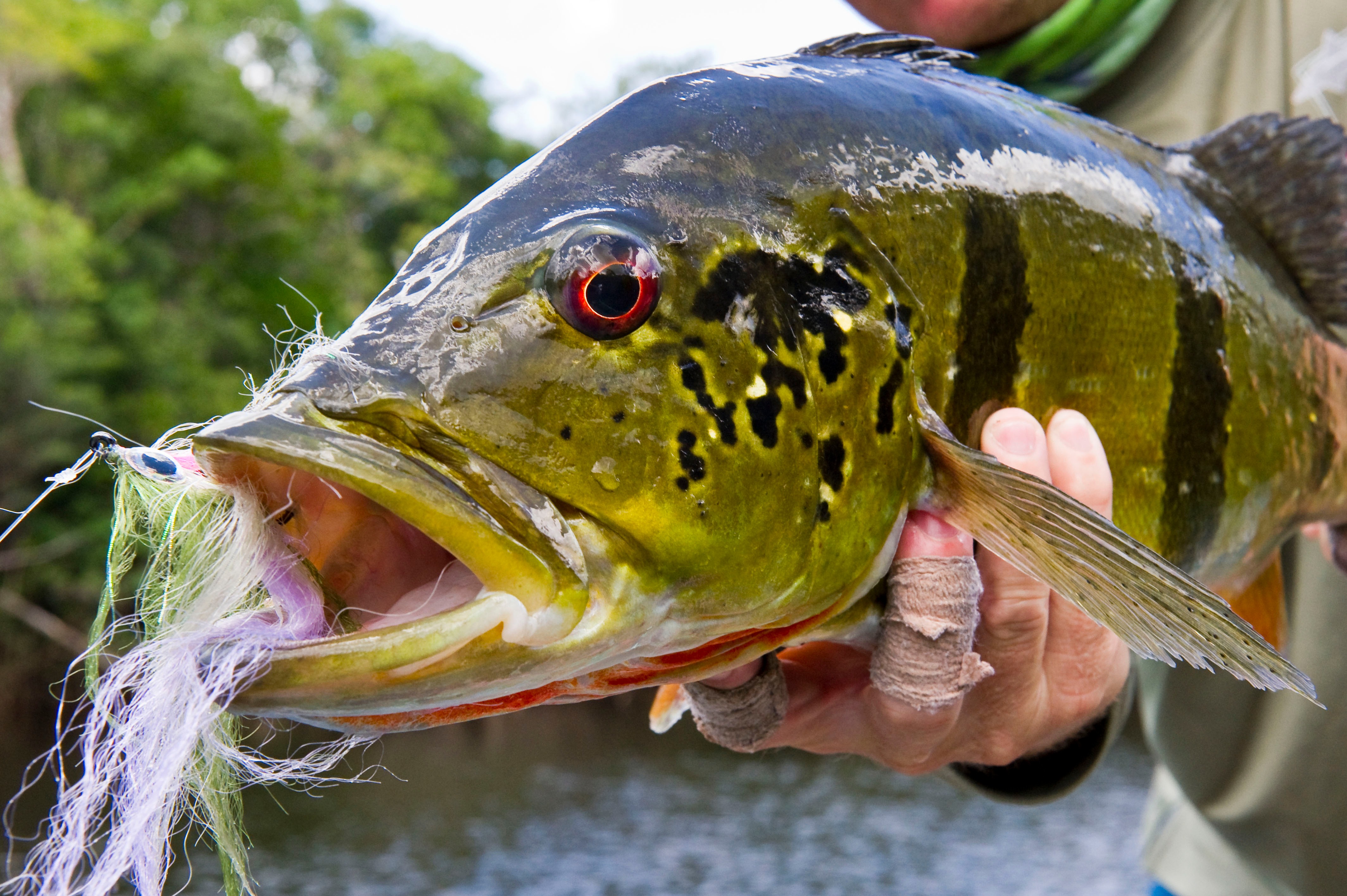 Peacock Bass Fly Fishing Trips, Lodges, and Guides