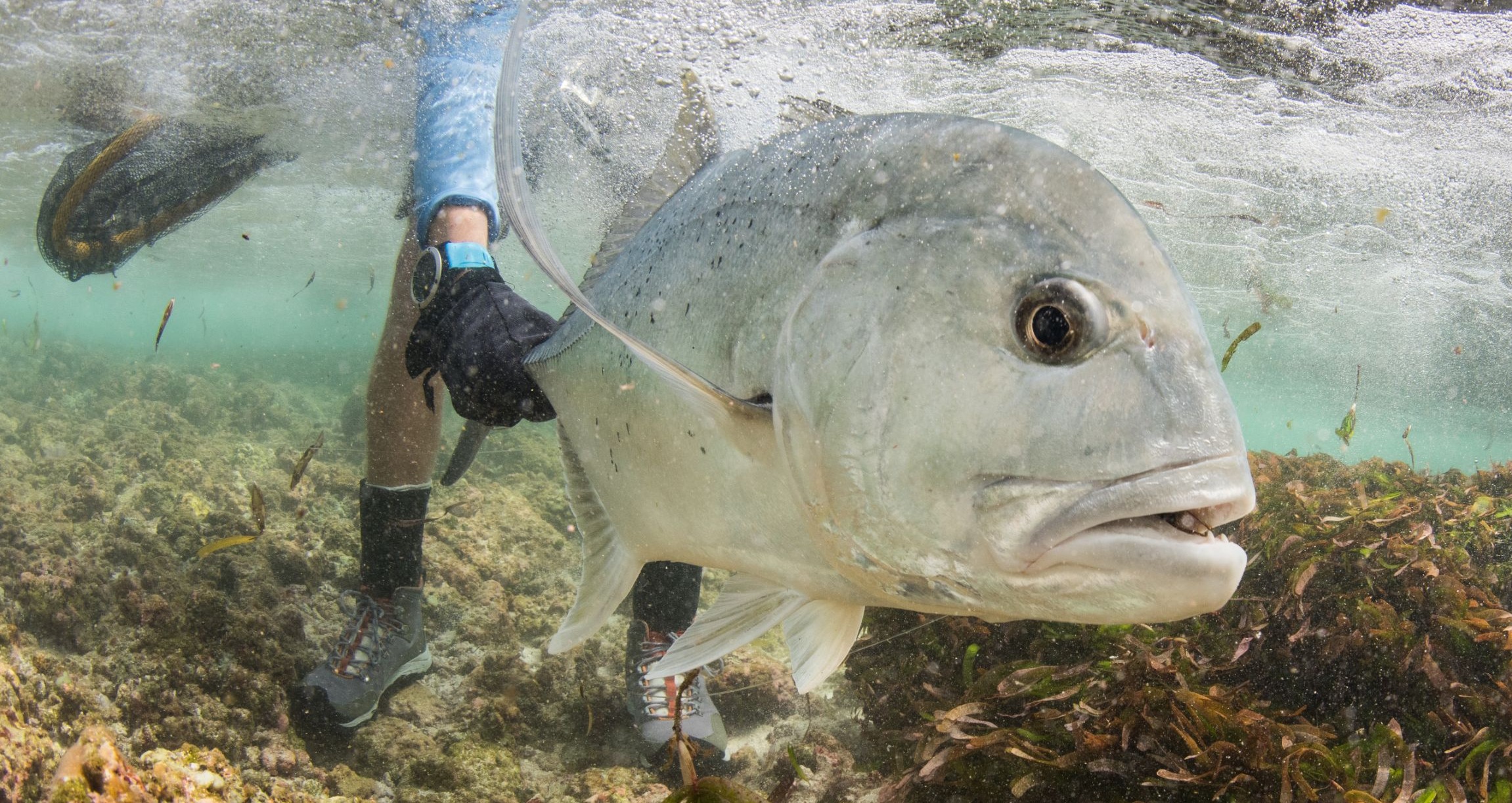 Seychelles Fly Fishing Trips, Lodges, & Guides