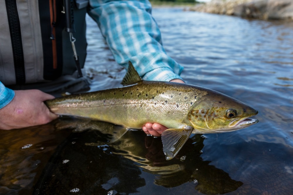 Atlantic Salmon Fly Fishing Trips, Lodges, and Guides