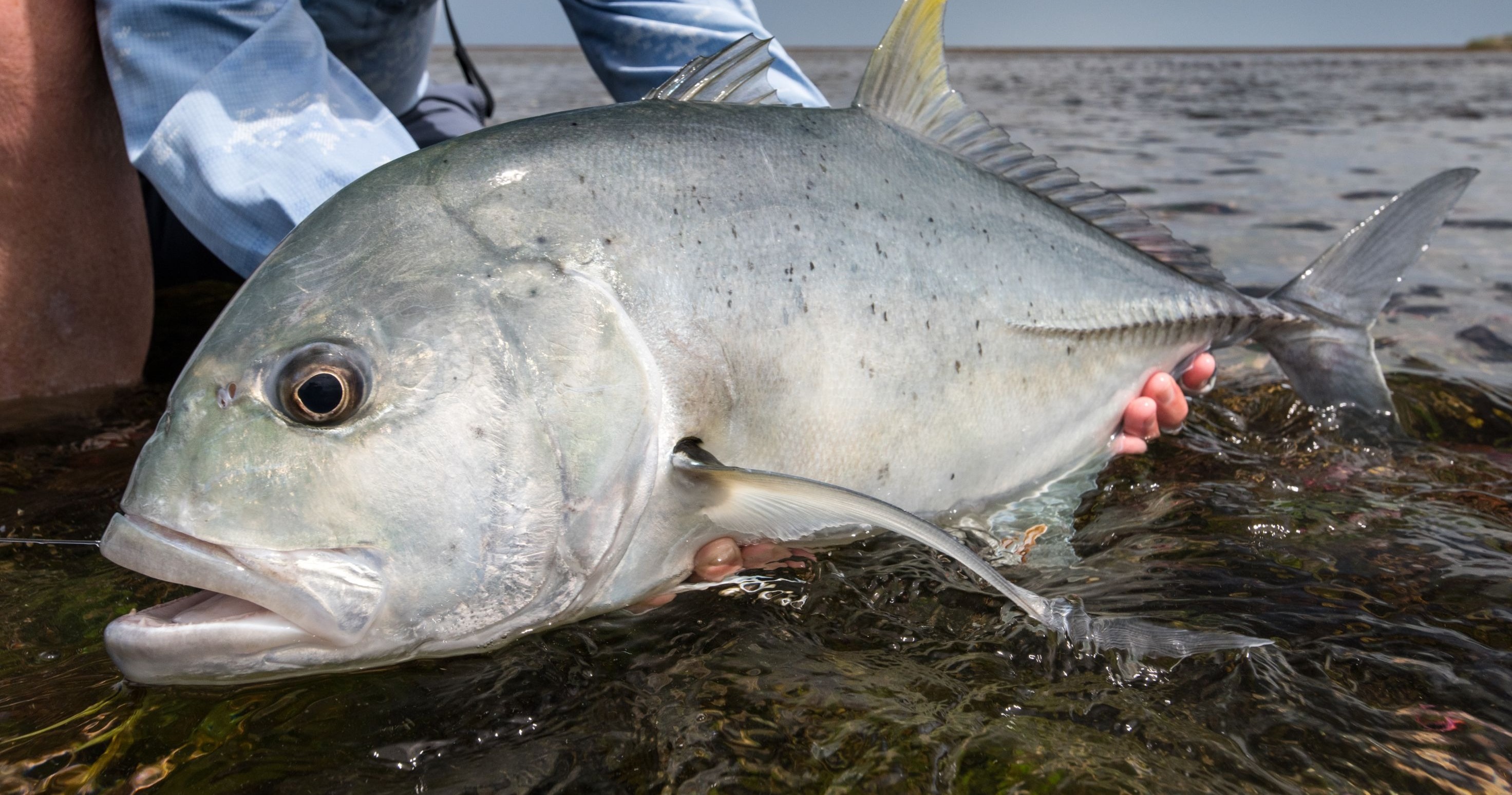 Giant Trevally Fly Fishing Trips, Lodges & Guides