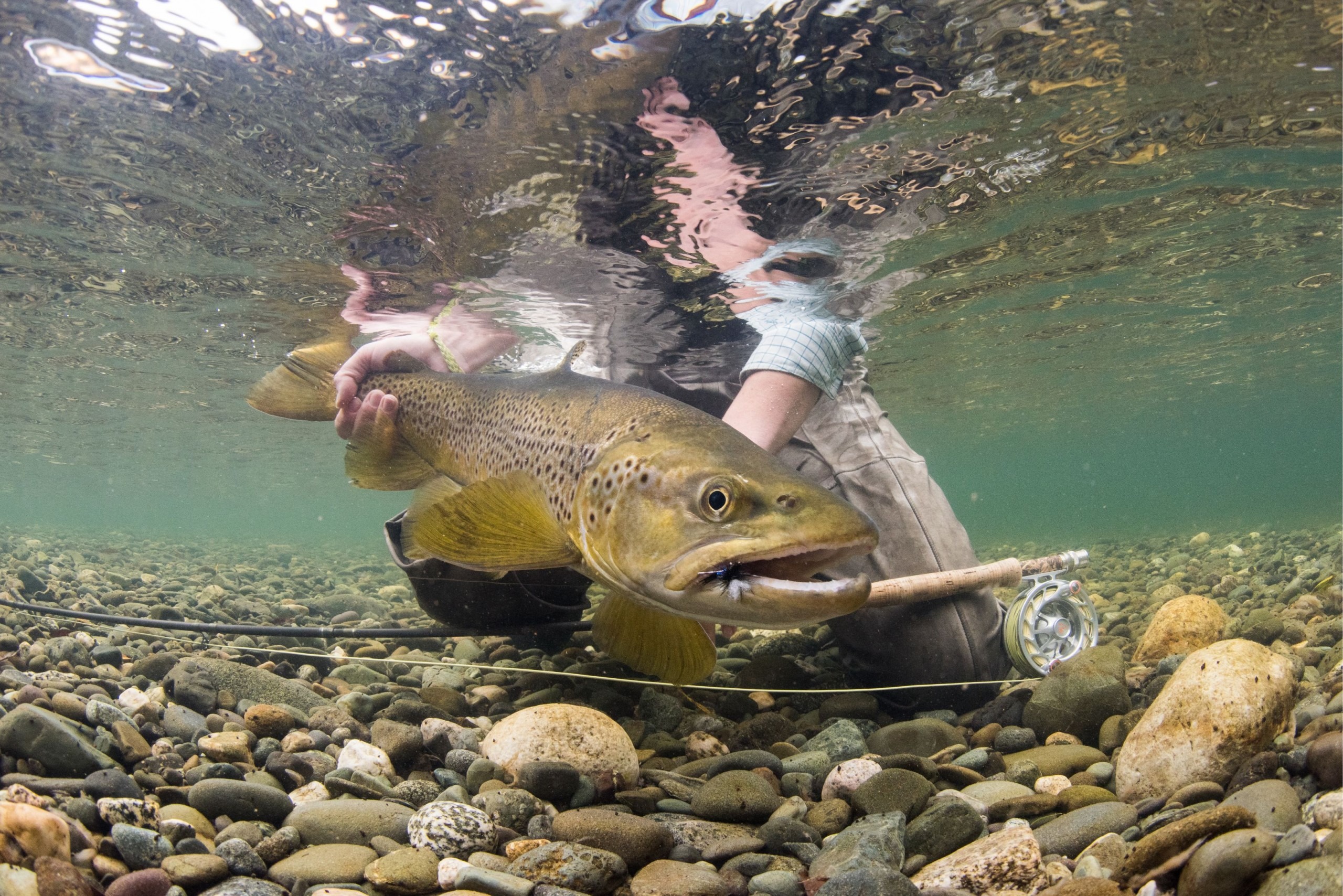 Brown Trout Fly Fishing Trips, Lodges & Guides