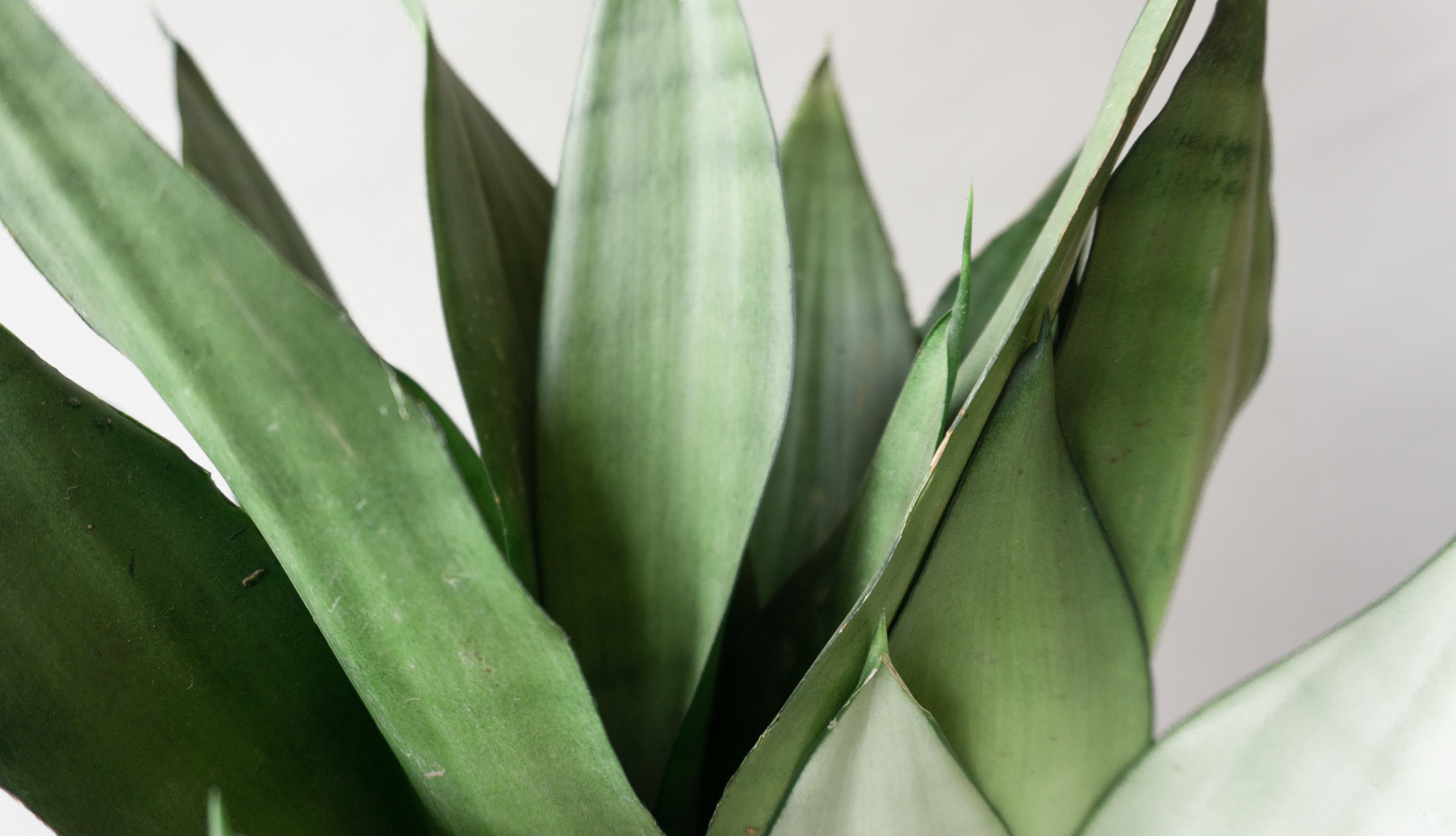 Snake Plant Moonshine House Plants By Leaf Envy