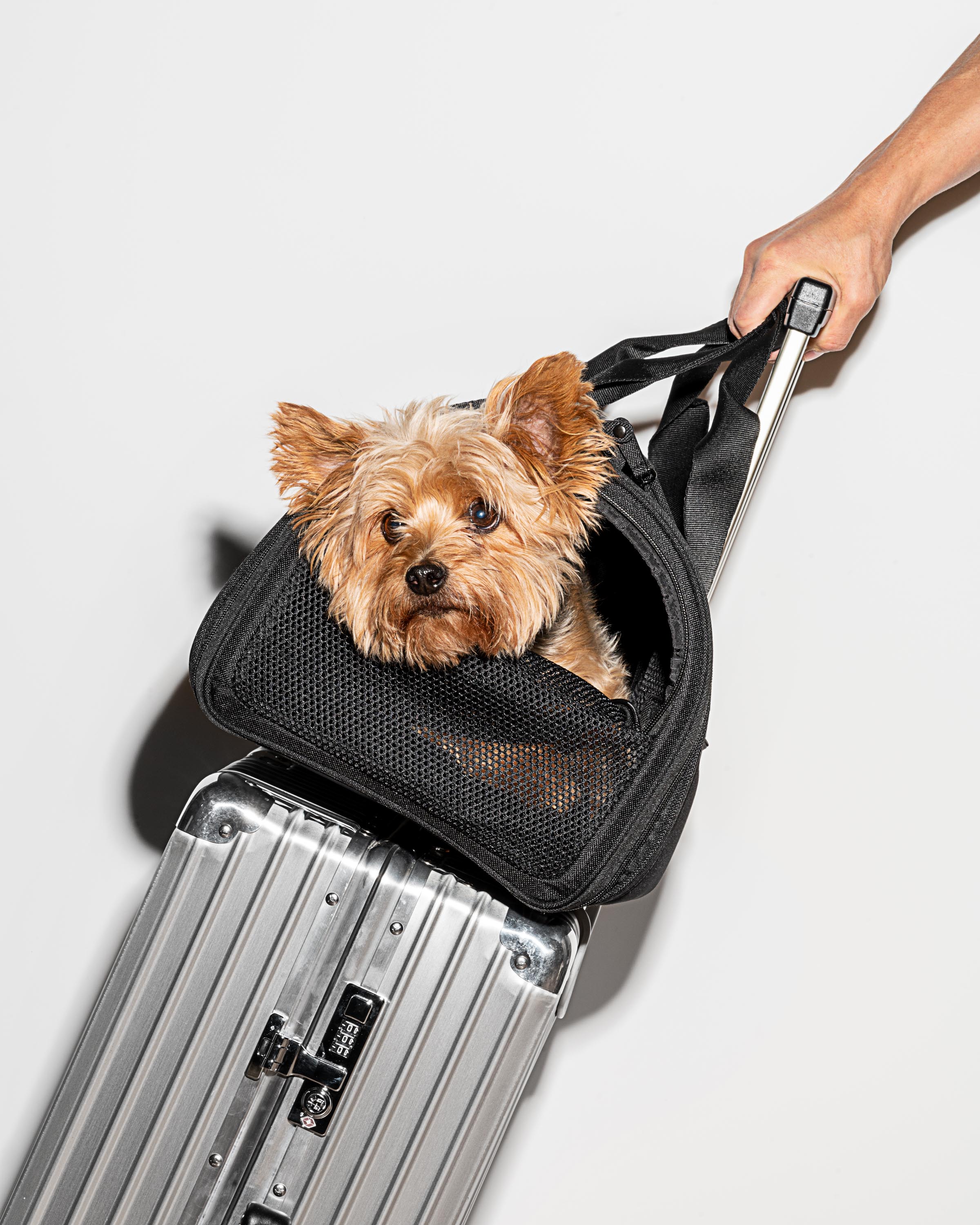 Louis Vuitton Dog Carrier - This one is perfect for traveling and