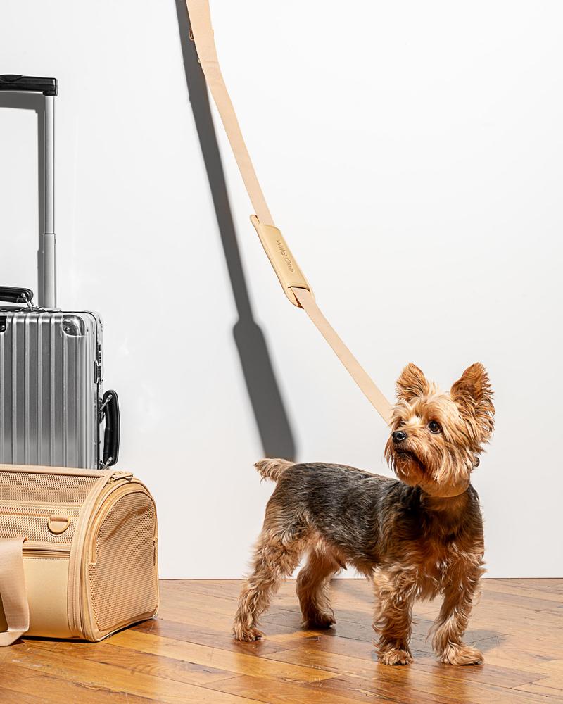 Louis Vuitton Dog Carrier  Louis vuitton dog carrier, Boston terrier love,  Easy travel