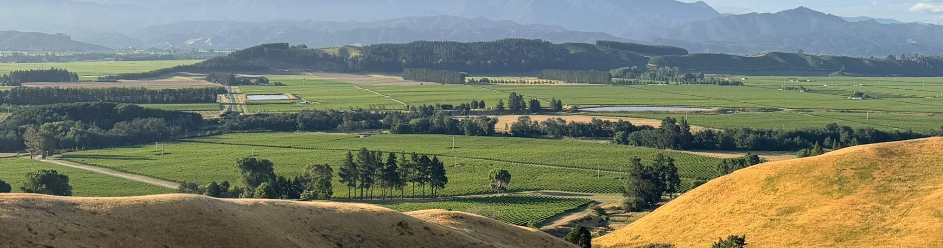 Insight Vineyard