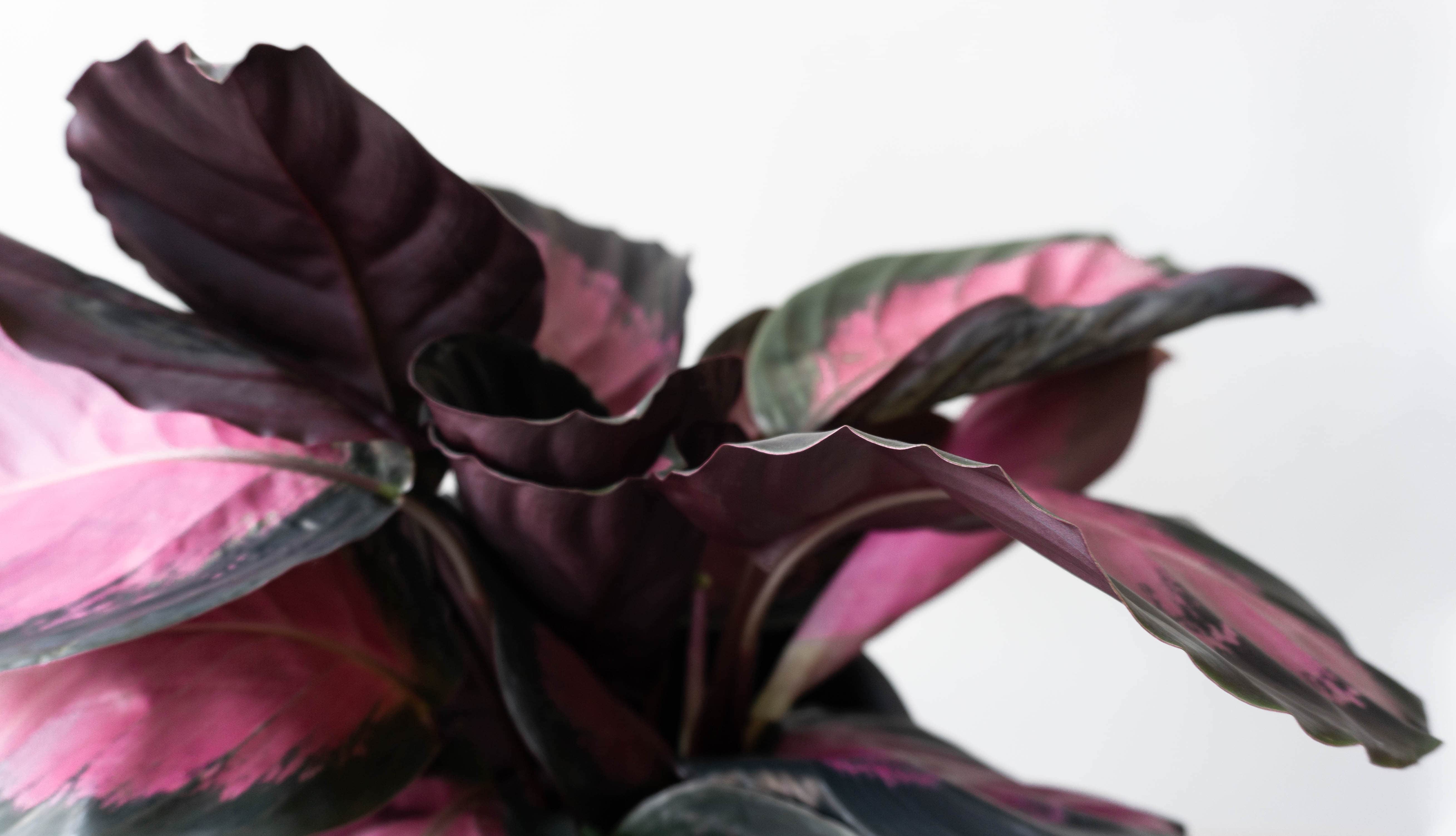Calathea Dottie Indoor plants & houseplants by Leaf Envy