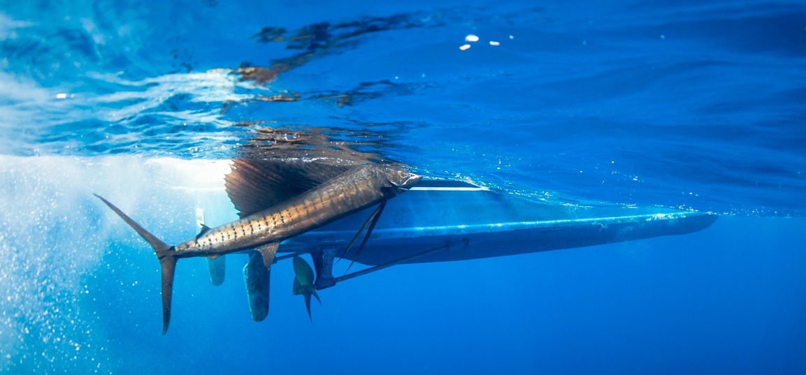 Shop for Traveller Spearfishing Package, Pelagic, All Packages