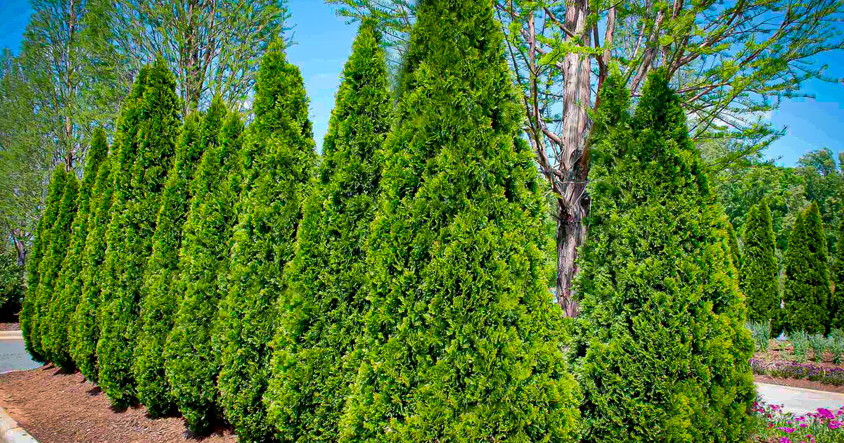 Arborvitae Trees | Thuja Trees - PlantingTree