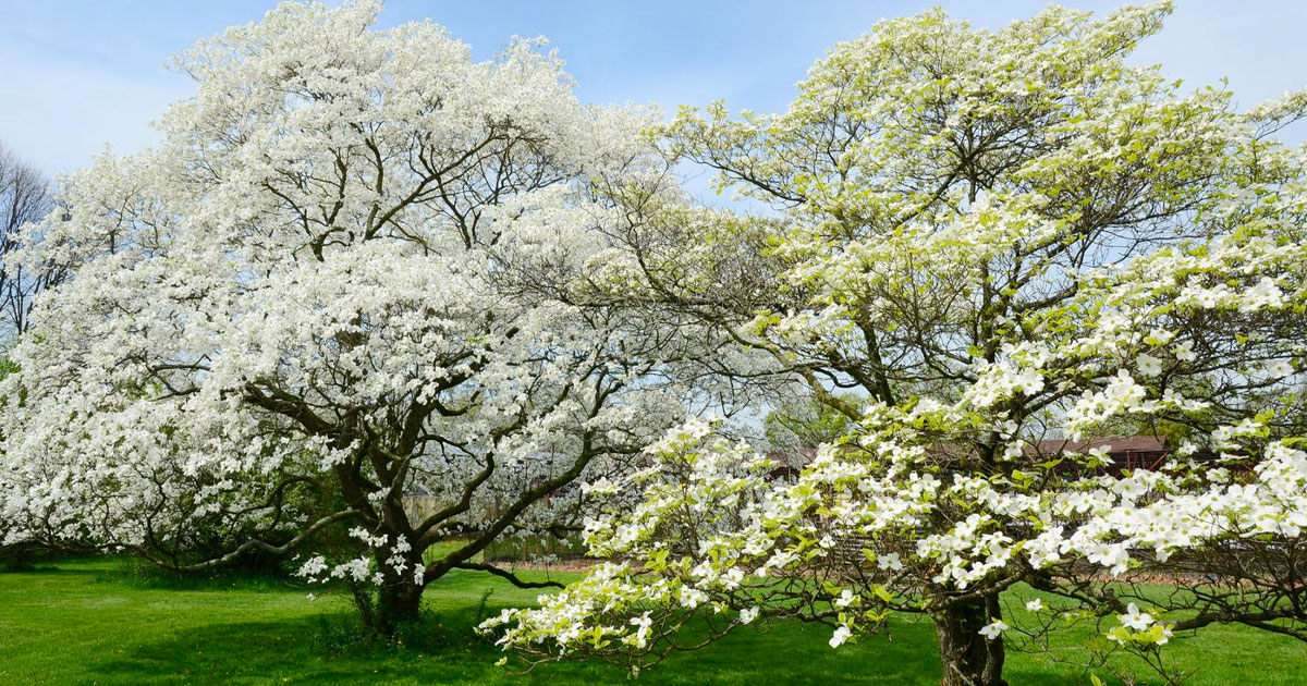 colors of dogwood trees