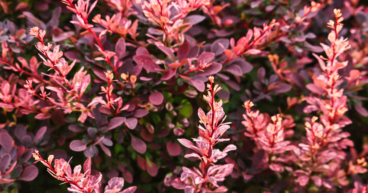 Barberry Bushes Collection PlantingTree PlantingTree