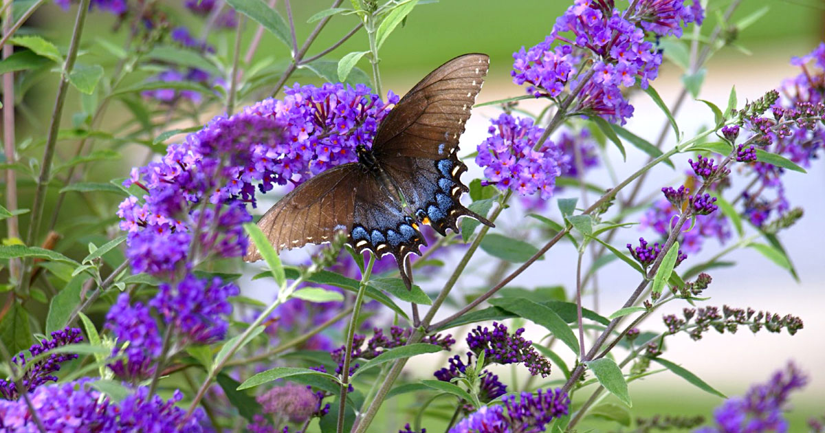 Butterfly Bushes for Sale Attract Beautiful Butterflies PlantingTree