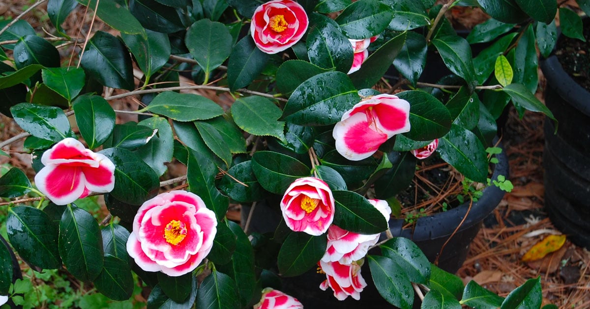 Camellias for Sale Evergreen Flowering Shrubs PlantingTree