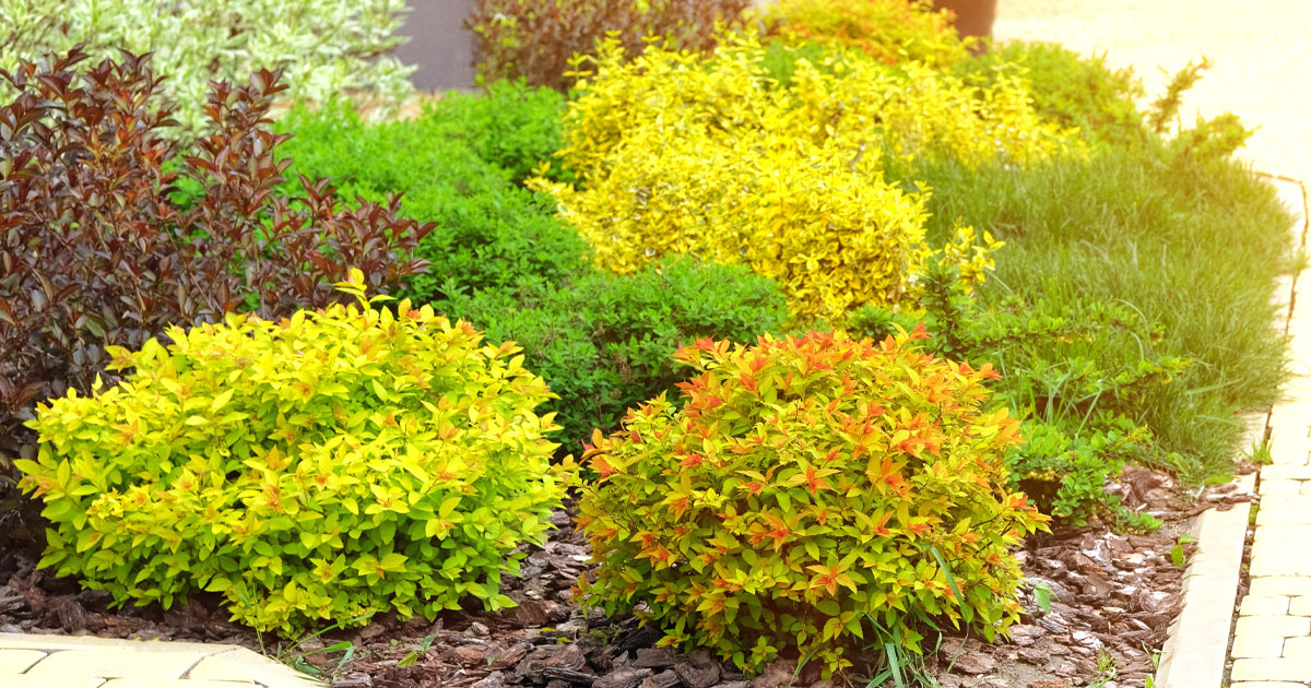 Spirea Beautiful Perennials for your Landscape PlantingTree
