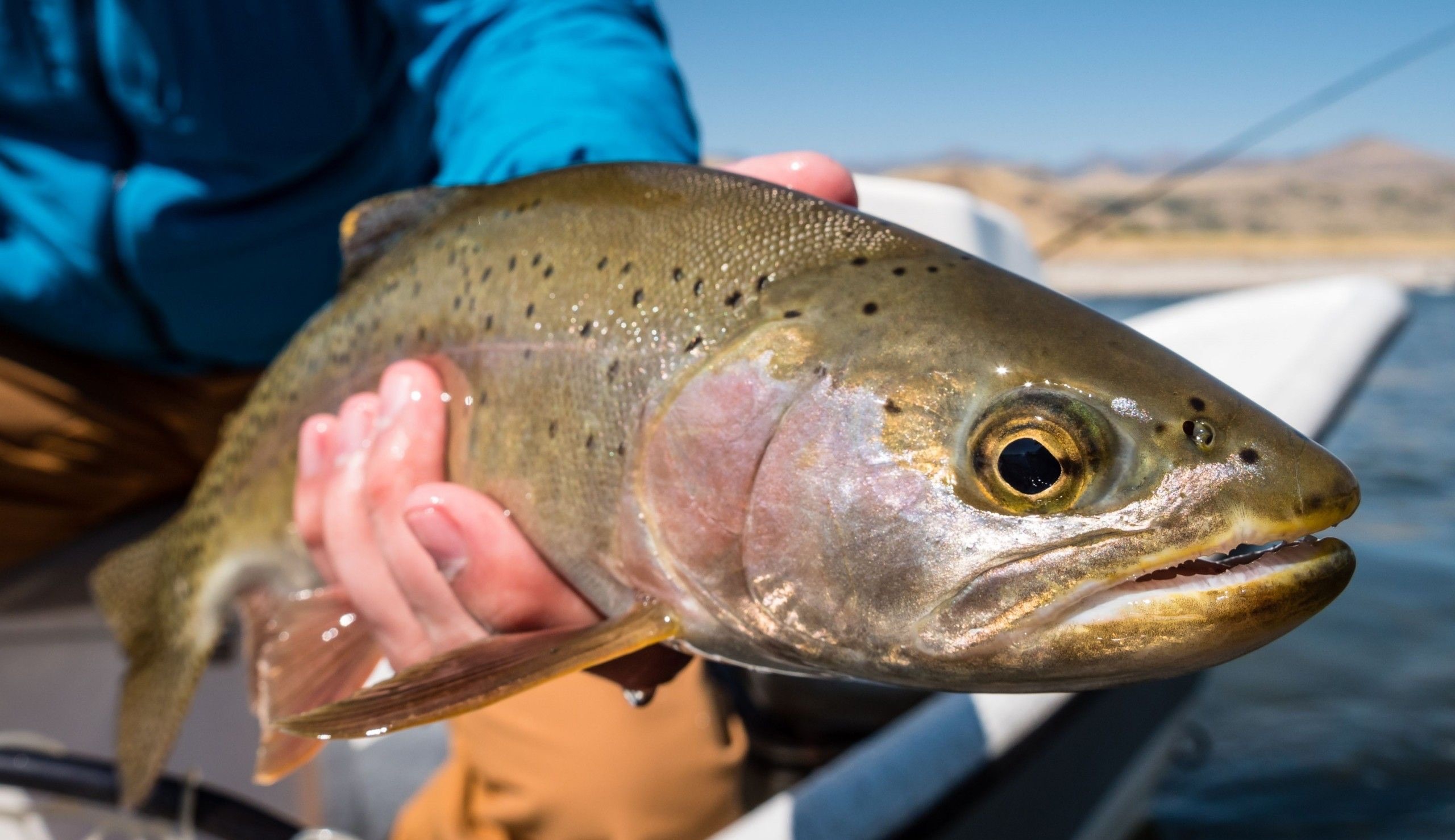 Tying The Cutthroat Cuda Tube