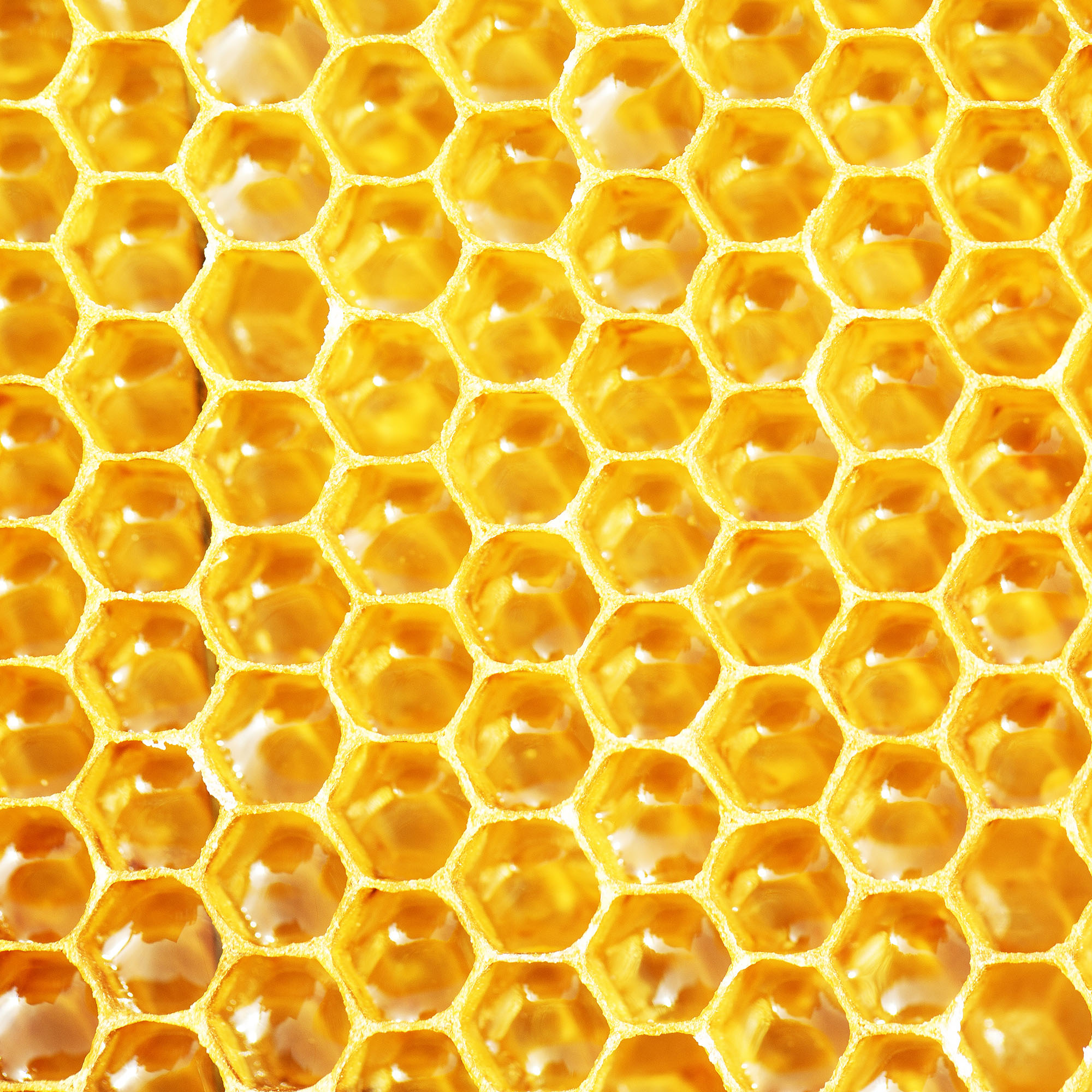 Желтые соты пчёлы