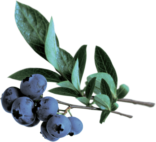 GO BIG ingredients blueberry