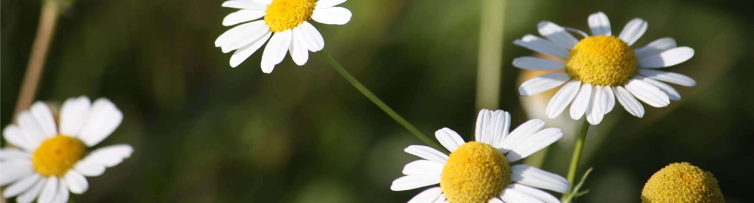 chamomile flowers in a field