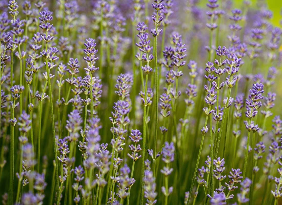 Lavender in a field
