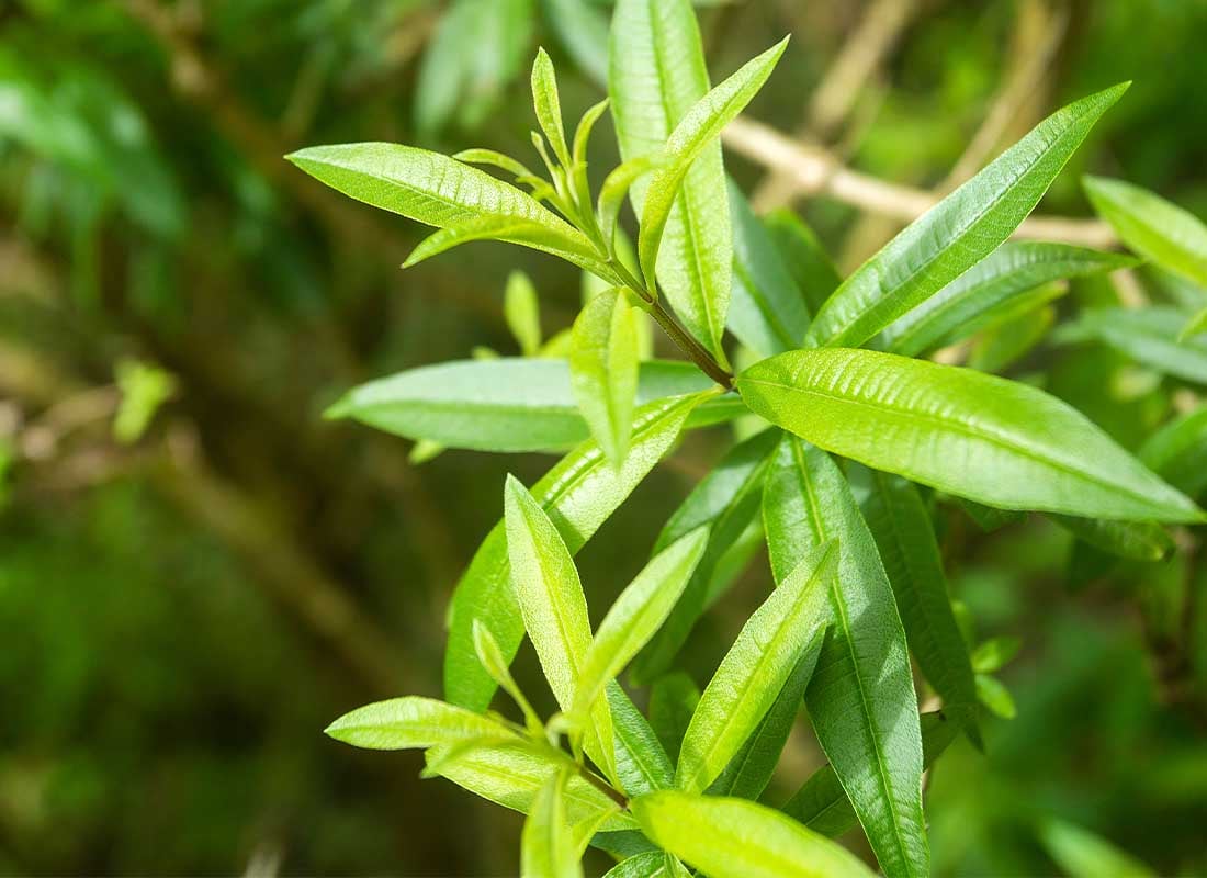 Lemon Verbena leaves