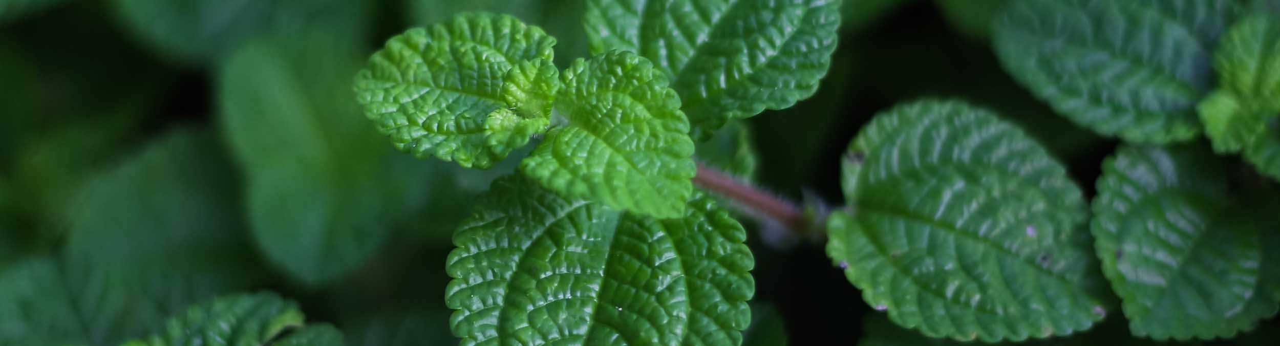 Patch of mint leaves
