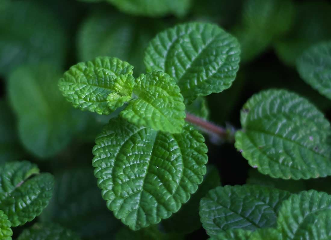 patch of mint leaves