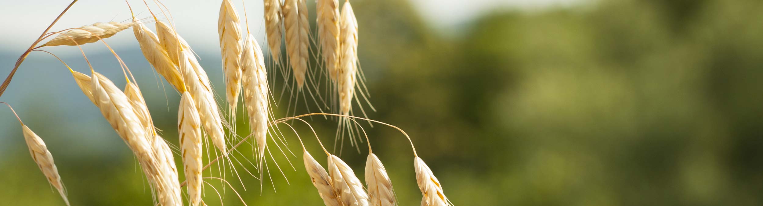 Close up of Oat in a field