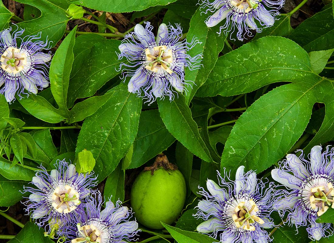 field of passionflowers