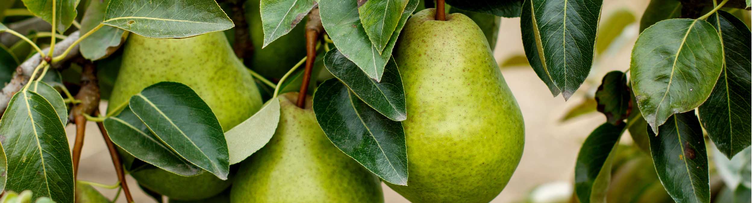 Pear fruit hanging from tree