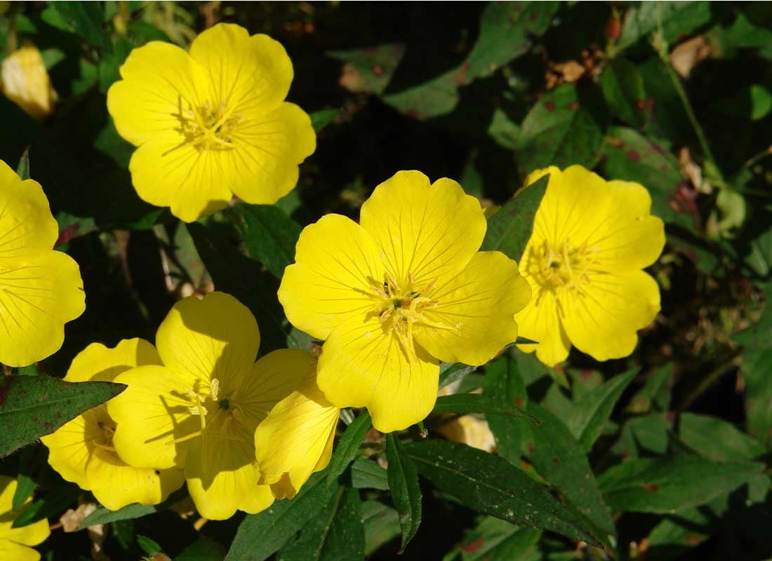 yellow Primrose flowers