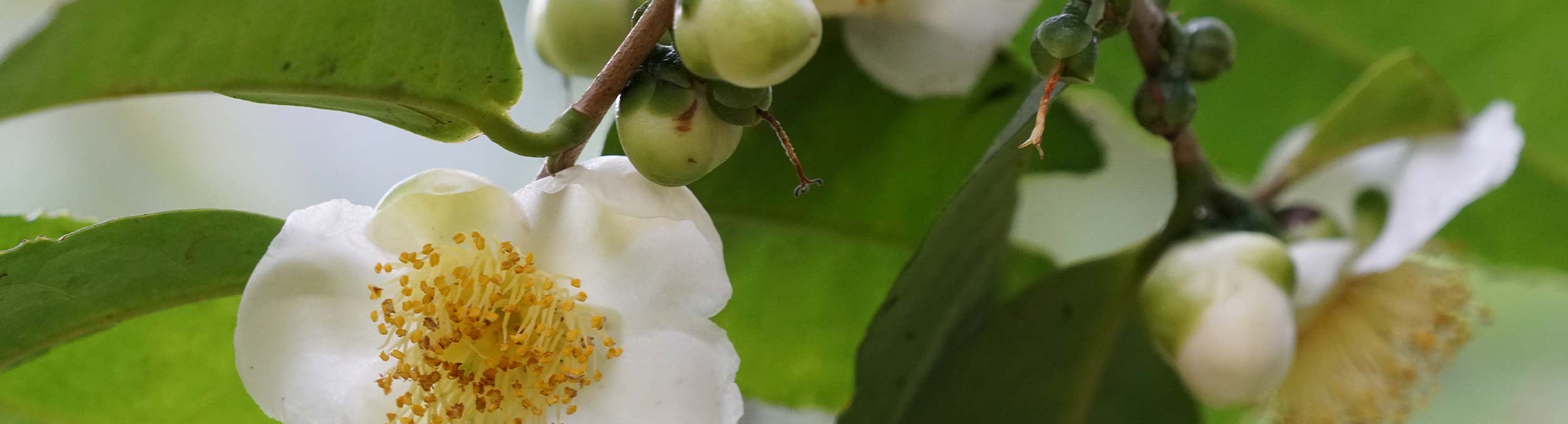 White Tea Flower
