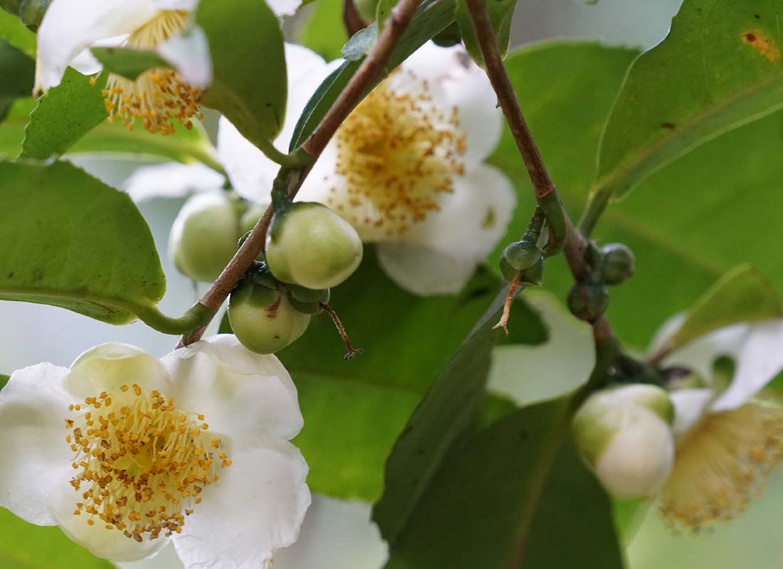 White Tea Flower
