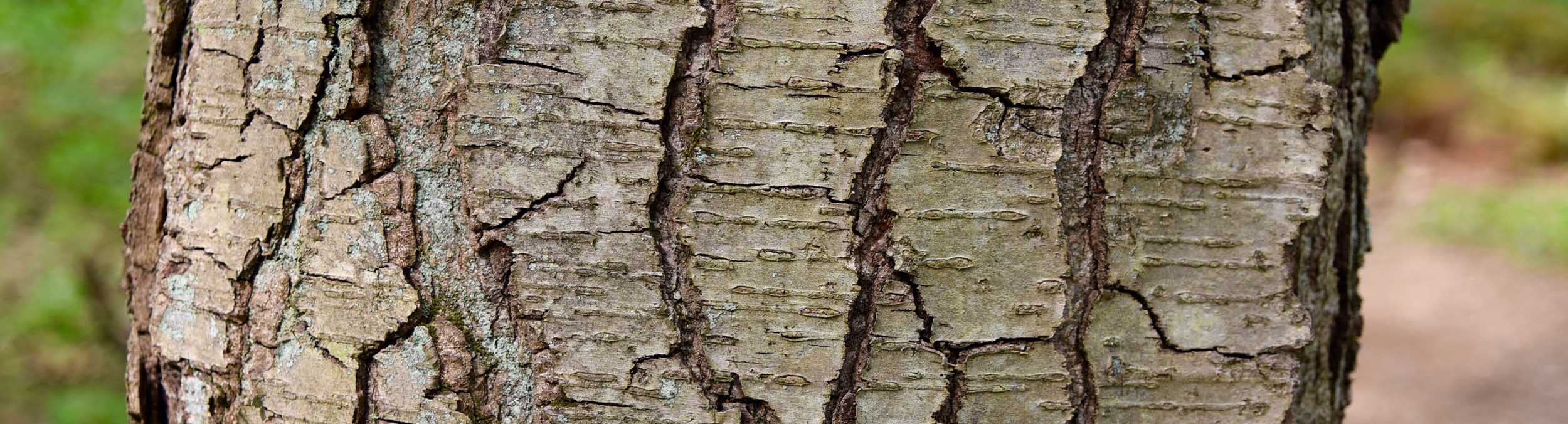 close up of sweet birch tree trunk