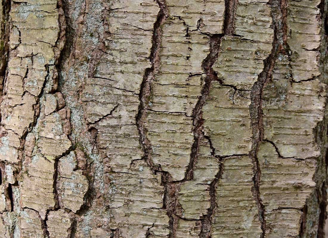  close up of sweet birch tree trunk