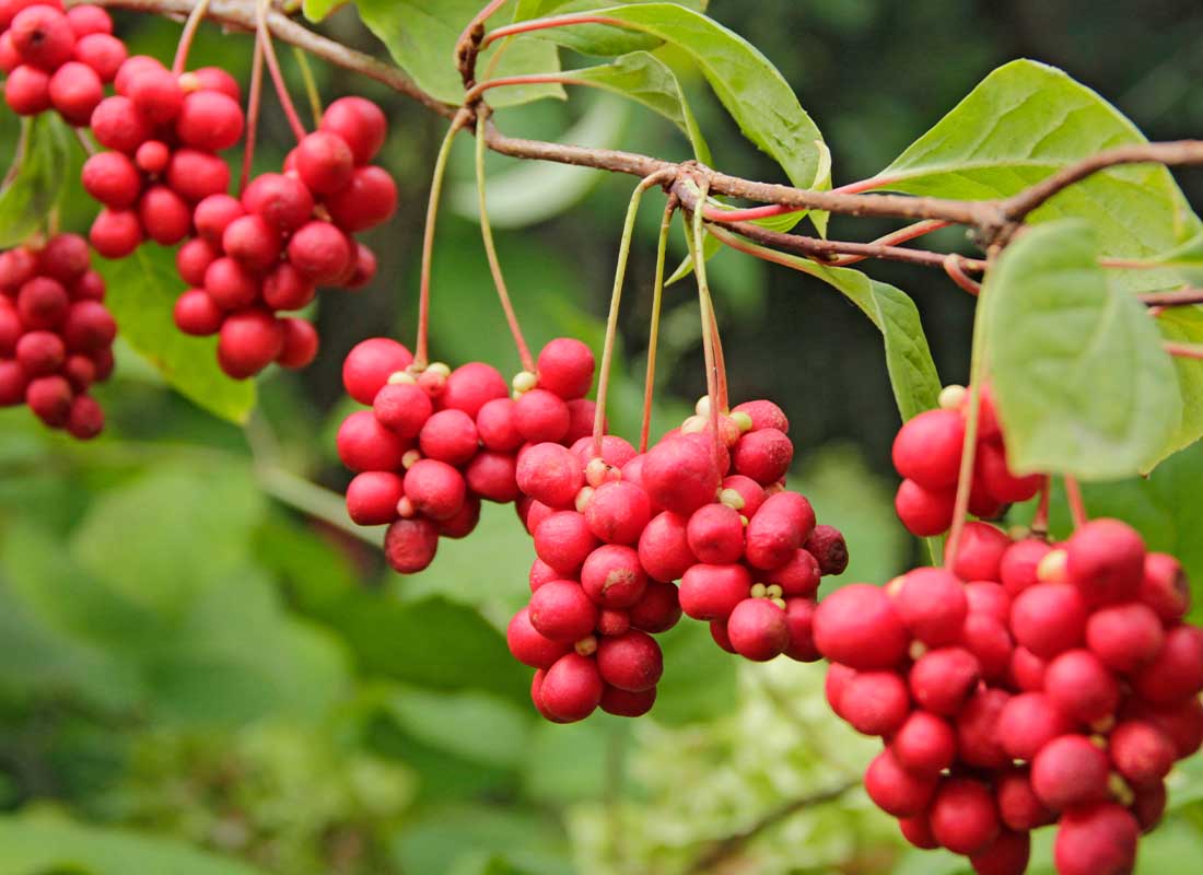 Schisandra berries
