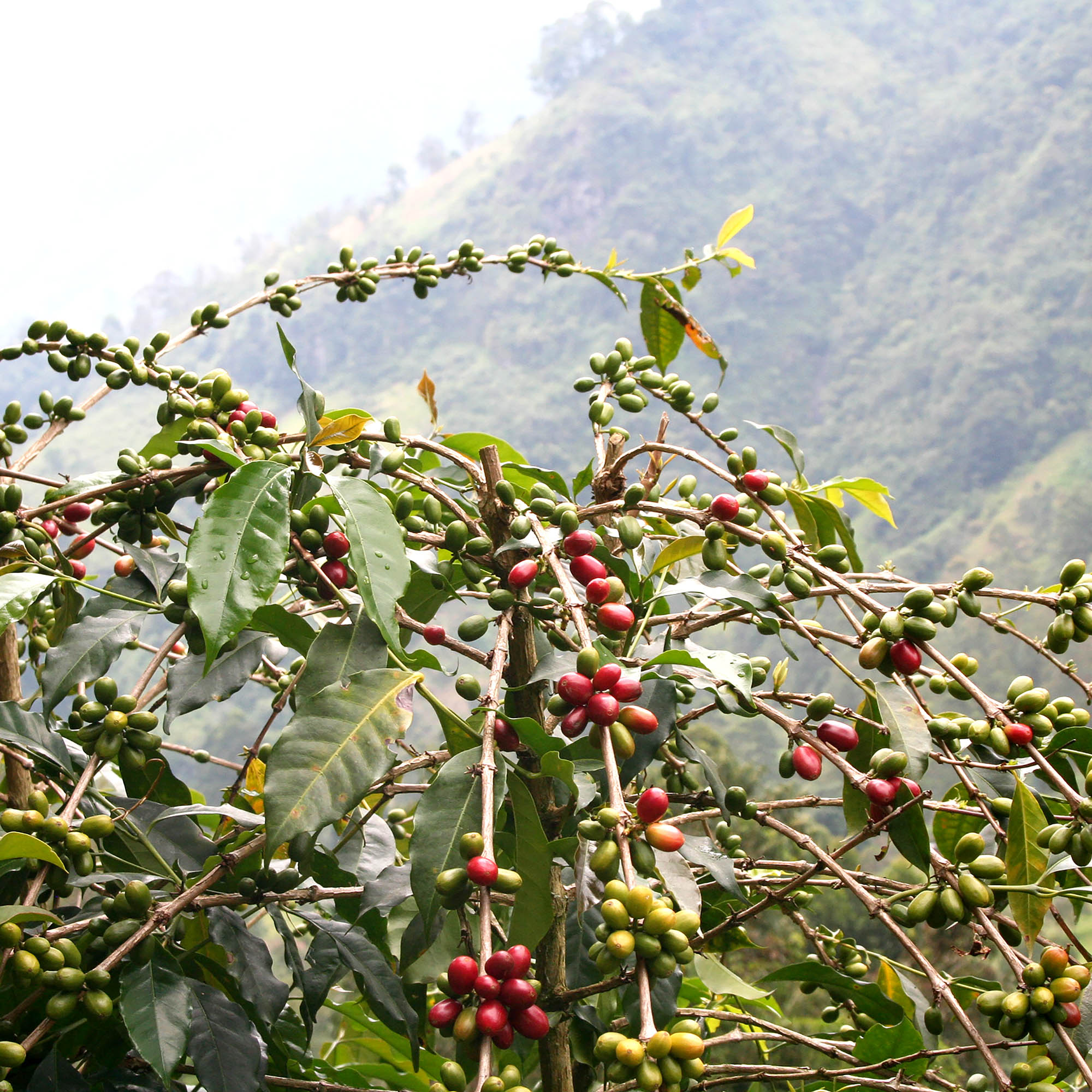 La Negrita method