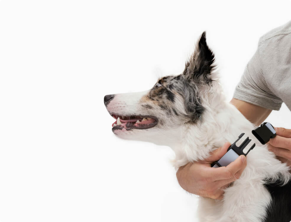 Fannypicks Signature Collar