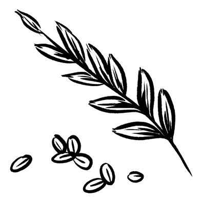 Oat Extract