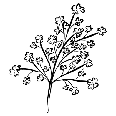 Tung and Rapeseed Oil