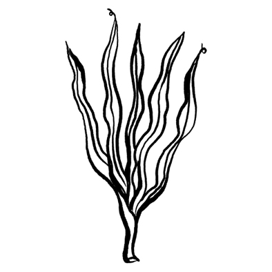 Seaweed