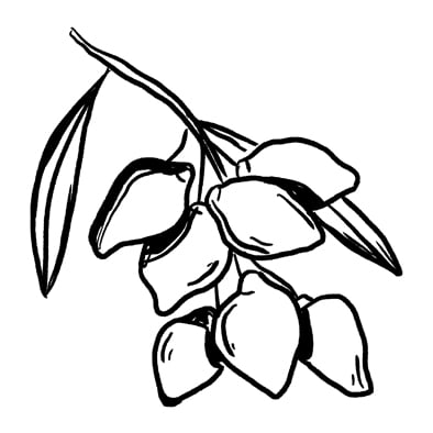 Kakadu Plum