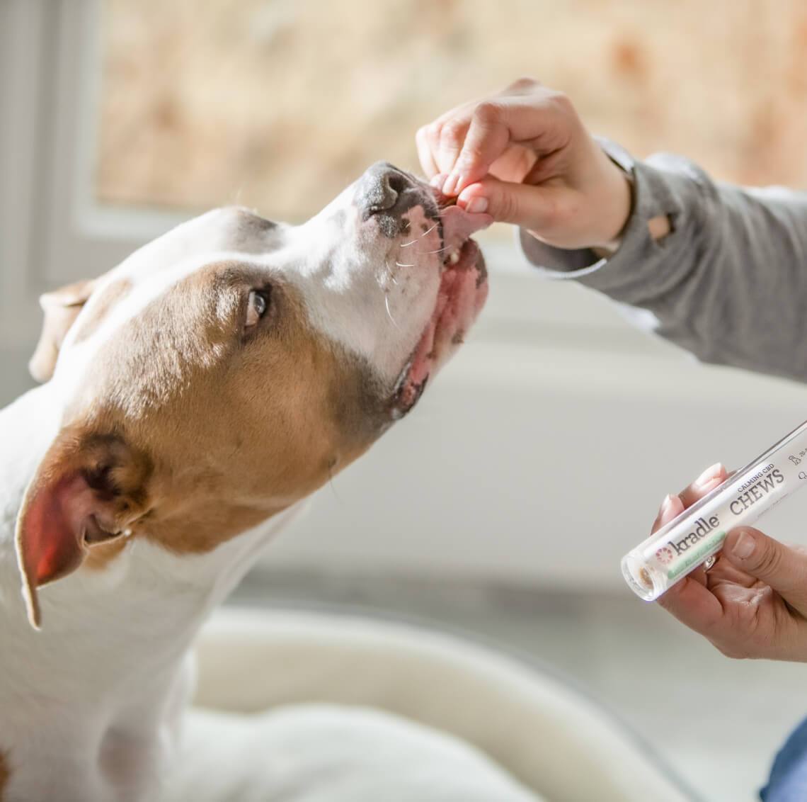 Kradle Calming CBD Chews for Dogs Kradle My Pet