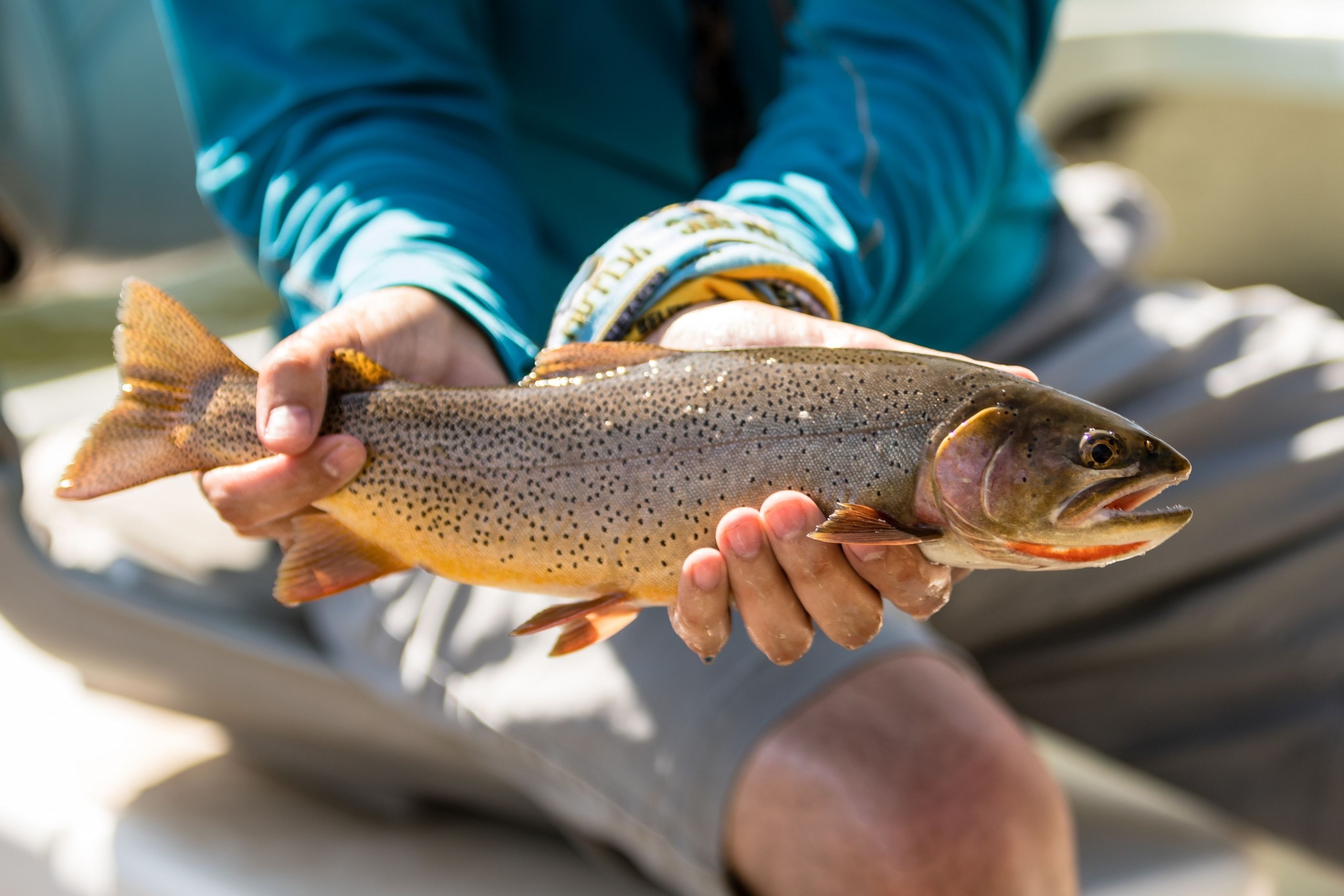 Eat Sleep Fish Repeat Fly Fishing Yellowstone Cutthroat Trout
