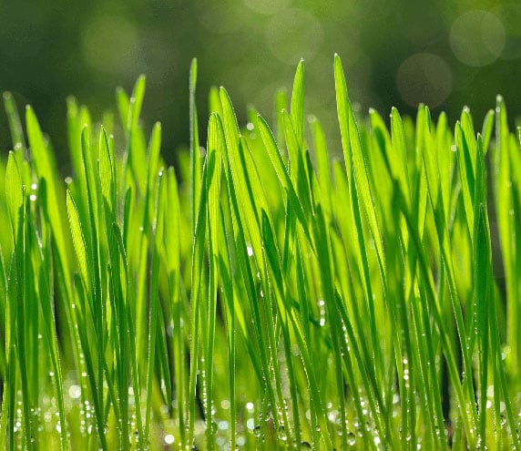 Side view of live wheatgrass