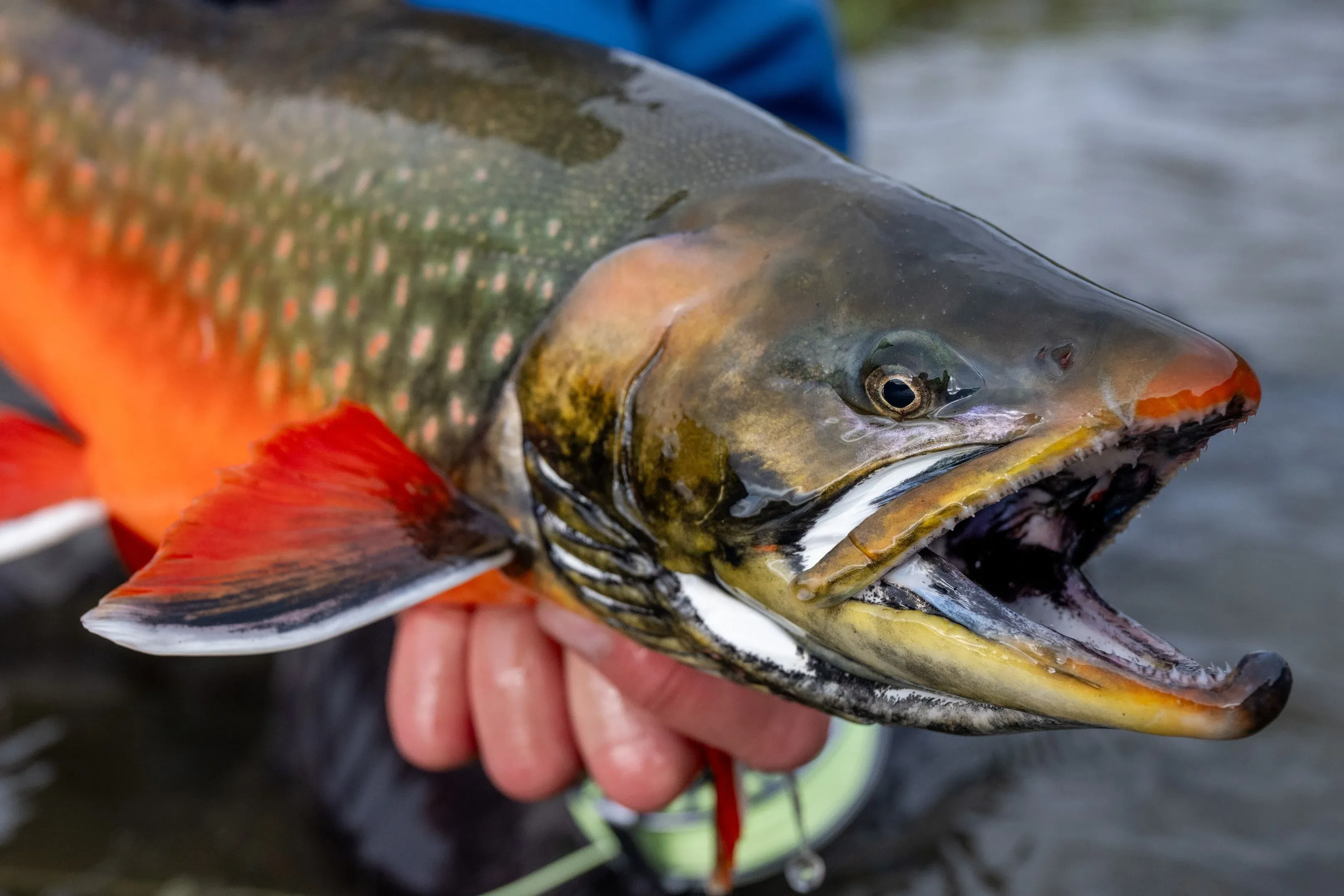 Arctic Char Fly Fishing Trips and Lodges