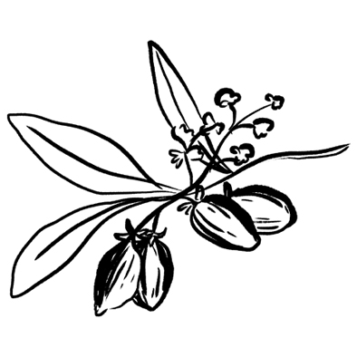 Jojoba Oil