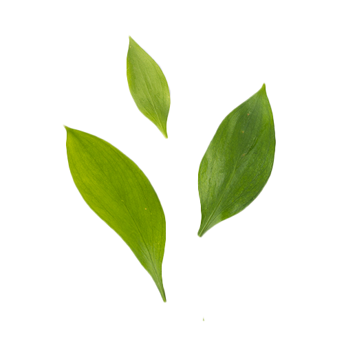 Green Tea Supple Vegan Hand & Body Créme 3oz