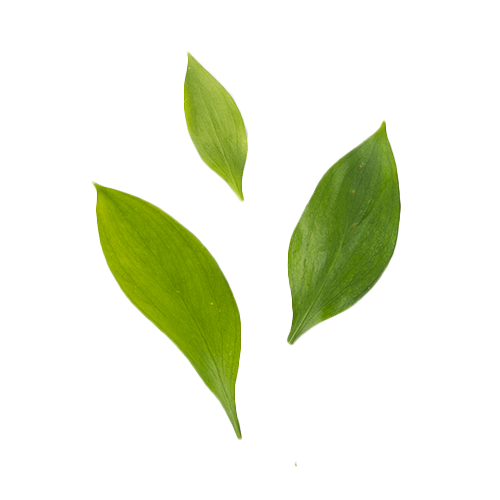 Green Tea Supple Vegan Hand & Body Créme 8.5oz