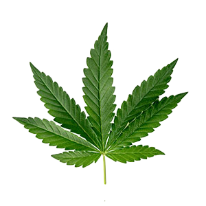 Hemp Relax Vegan Hand & Body Créme 8.5oz