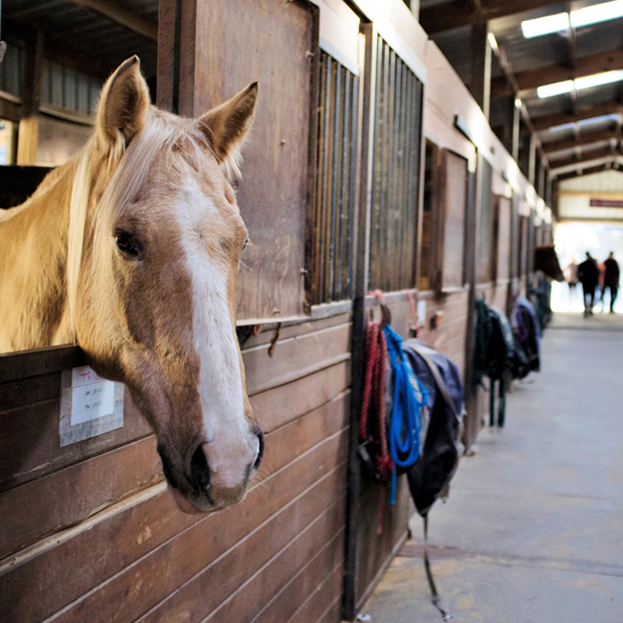 The 18 in. wall mount fan's totally enclosed motor stands up to dusty barns and arenas with ease.